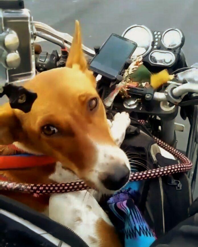 Riding with a furry companion in India