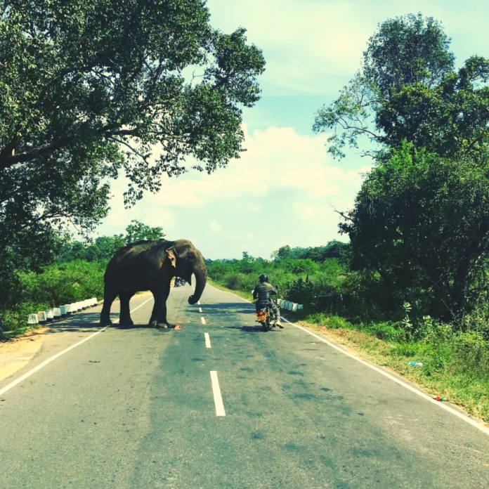 18 incredible experiences to do in Sri Lanka