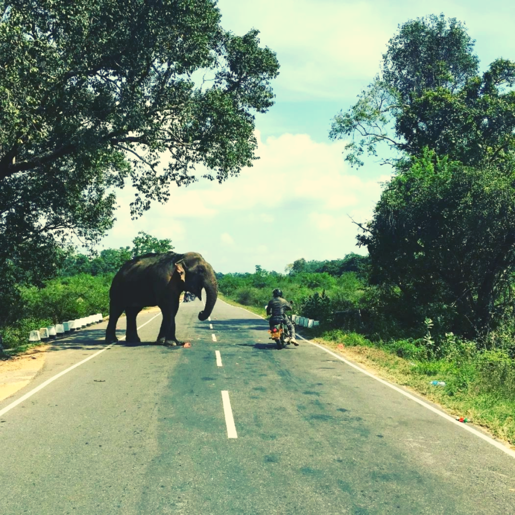 Close encounter with an elephant