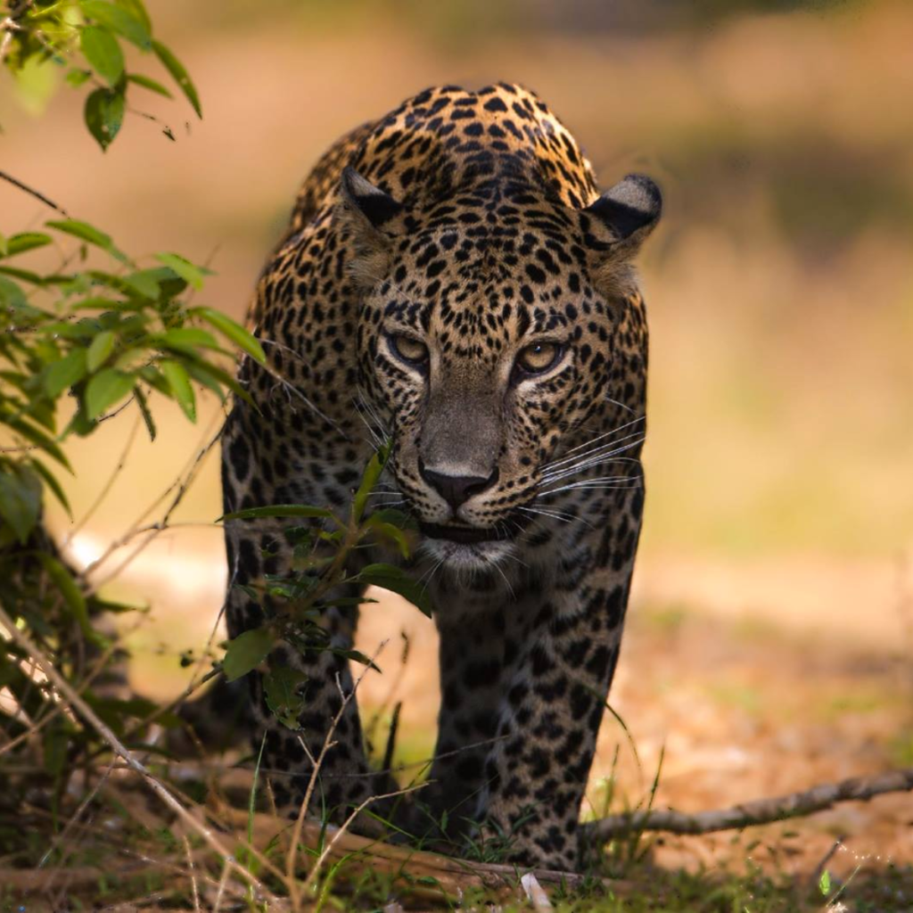 Leopard at Yala National Park